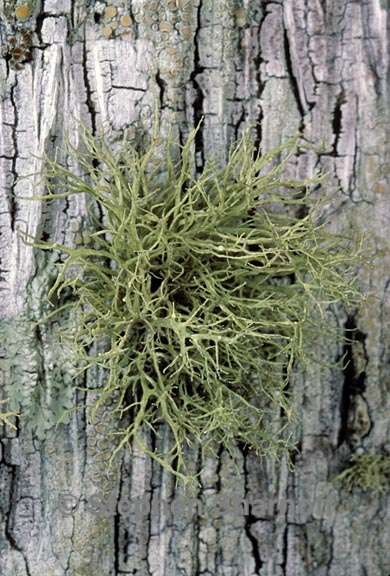 ramalina montagnei 6 graphic