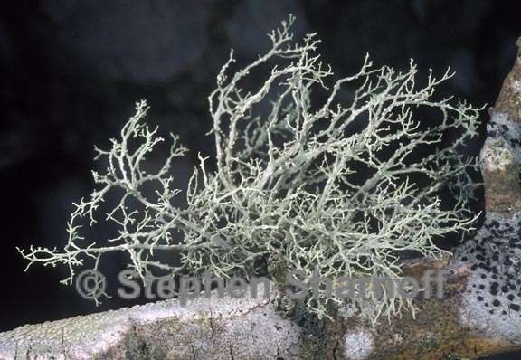 ramalina peruviana 1 graphic