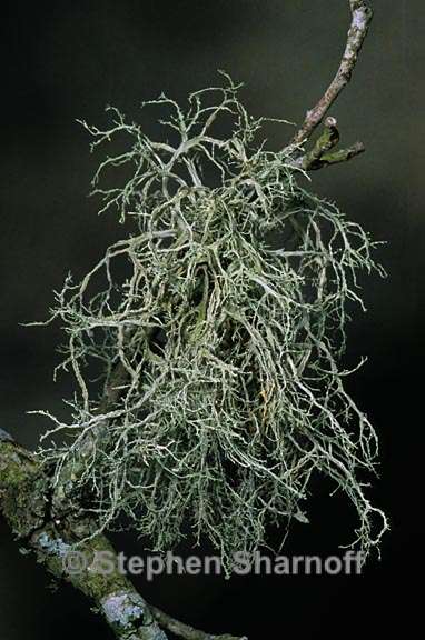 ramalina peruviana 4 graphic