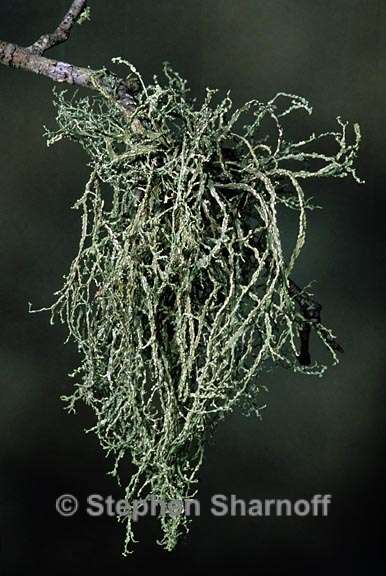 ramalina peruviana 5 graphic