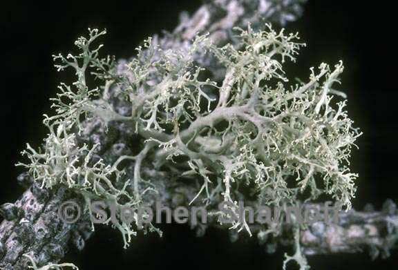 ramalina roesleri 2 graphic