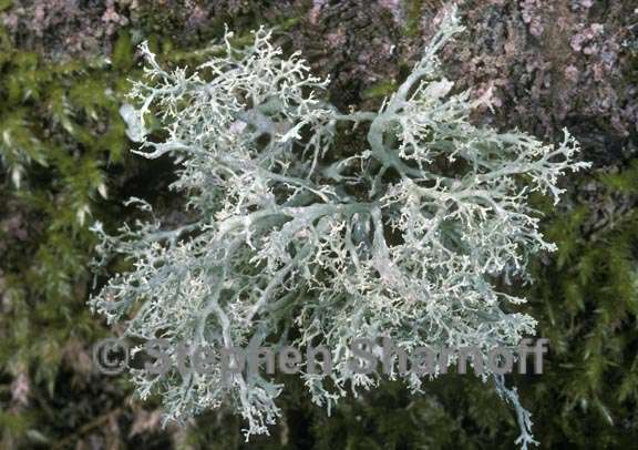 ramalina roesleri 3 graphic