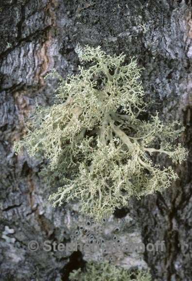 ramalina roesleri 4 graphic