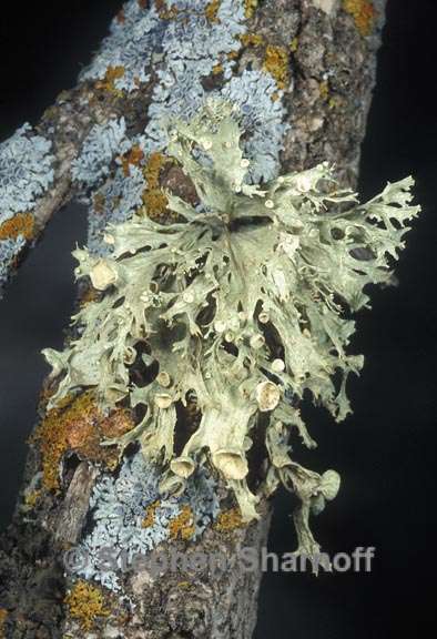 ramalina sinensis 1 graphic