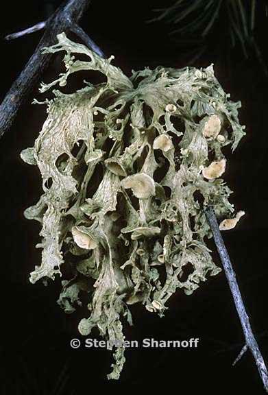 ramalina sinensis 12 graphic