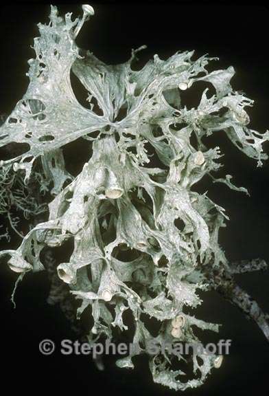 ramalina sinensis 2 graphic