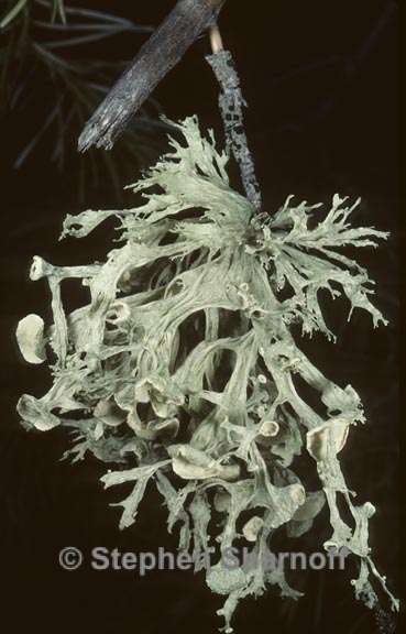 ramalina sinensis 3 graphic