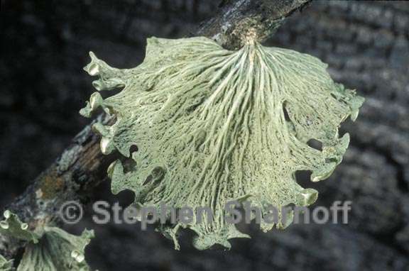 ramalina sinensis 4 graphic