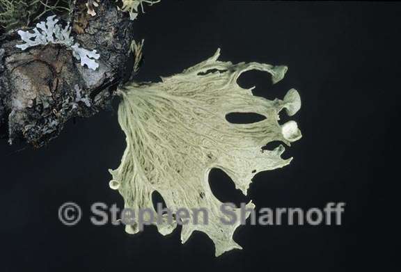 ramalina sinensis 5 graphic