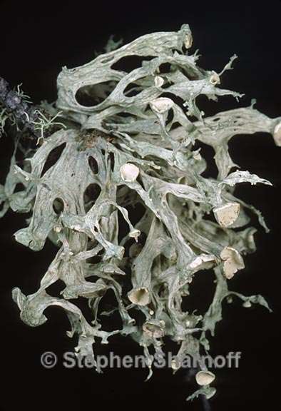 ramalina sinensis 6 graphic