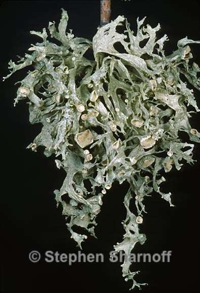 ramalina sinensis 7 graphic