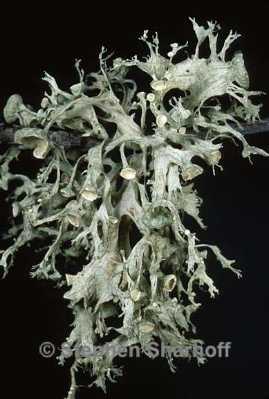 ramalina sinensis 8 graphic