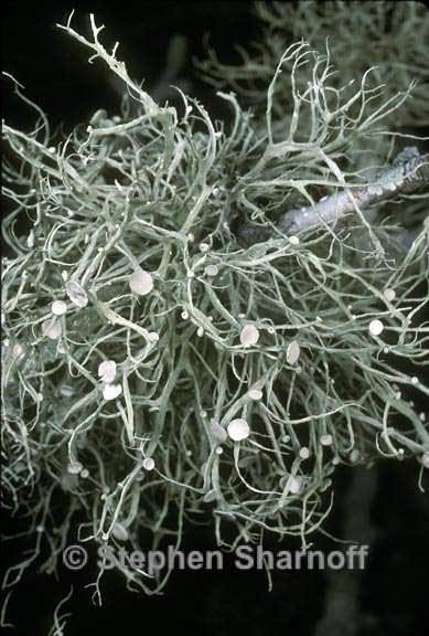 ramalina stenospora 1 graphic