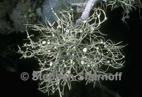 ramalina stenospora 2 graphic