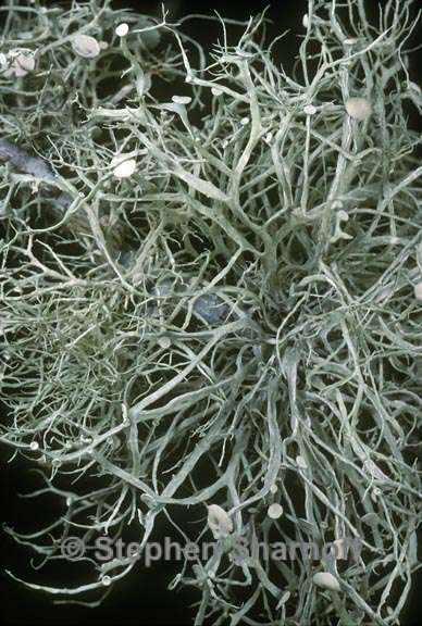 ramalina stenospora 3 graphic