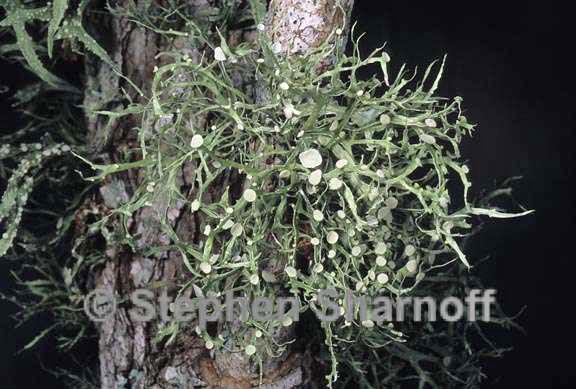 ramalina stenospora 4 graphic