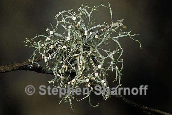 ramalina stenospora 5 graphic