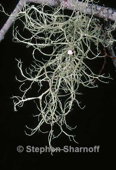 ramalina stenospora 6 graphic