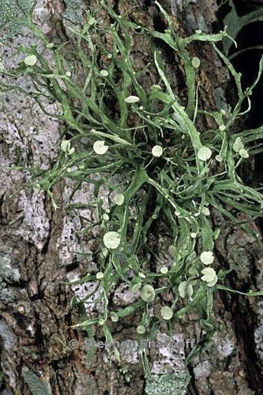 ramalina stenospora 8 graphic