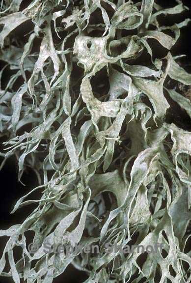 ramalina subleptocarpha 1 graphic