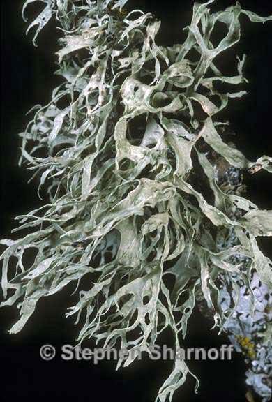 ramalina subleptocarpha 2 graphic