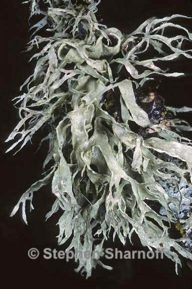 ramalina subleptocarpha 3 graphic