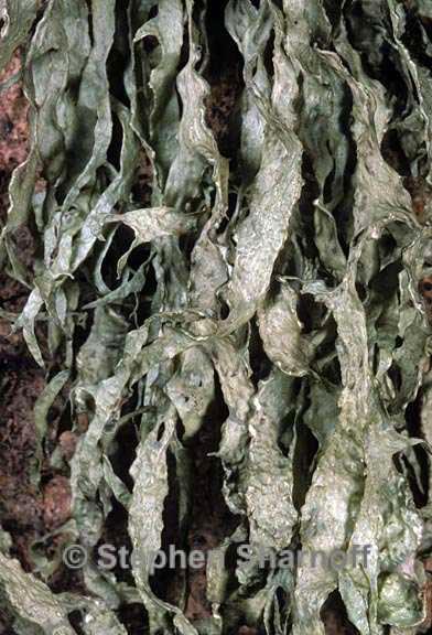 ramalina subleptocarpha 4 graphic