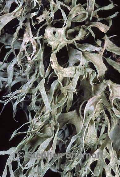 ramalina subleptocarpha 5 graphic