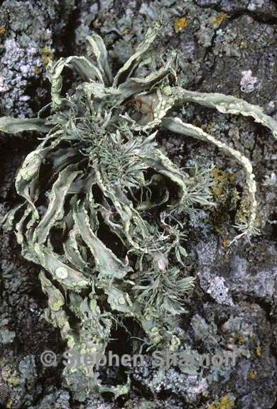 ramalina subleptocarpha 2 graphic