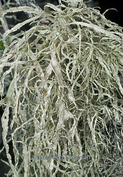 ramalina subleptocarpha 7 graphic