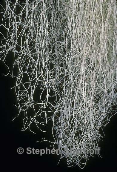 ramalina thrausta 2 graphic