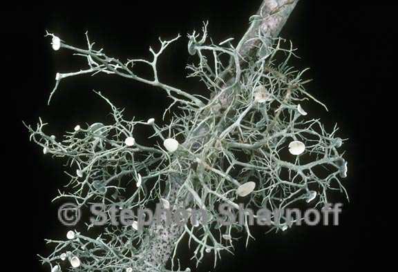 ramalina willeyi 2 graphic