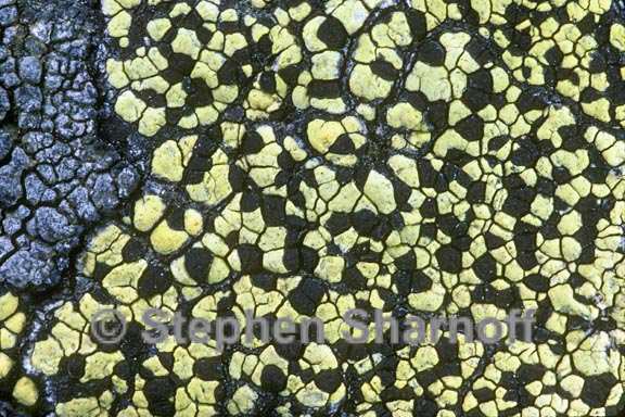 rhizocarpon geographicum 1 graphic