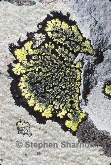 rhizocarpon geographicum group 3 graphic