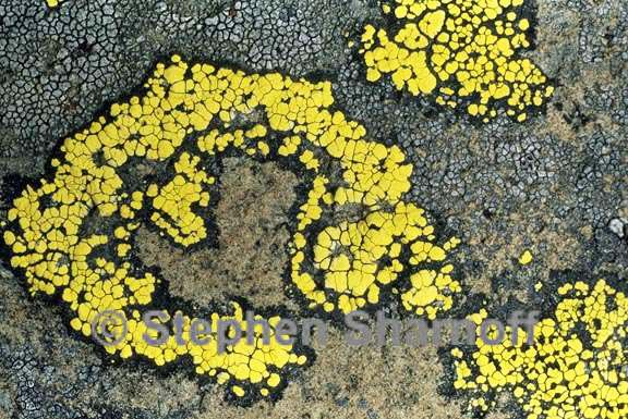 rhizocarpon geographicum group 8 graphic