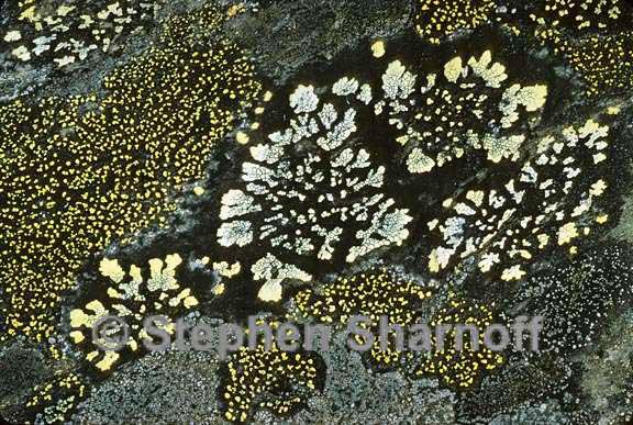 rhizocarpon geographicum group 9 graphic