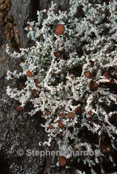 stereocaulon alpinum 5 graphic