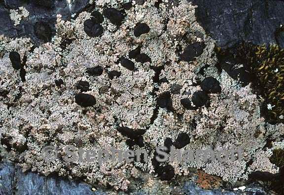 stereocaulon octomerum 3 graphic
