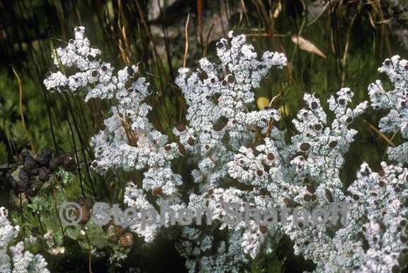 stereocaulon tomentosum 1 graphic