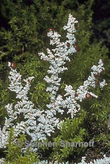 stereocaulon tomentosum 3 graphic