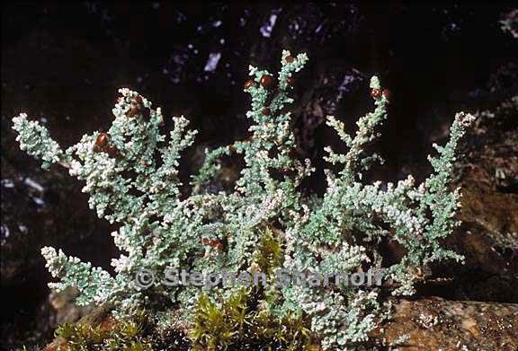 stereocaulon tomentosum 5 graphic