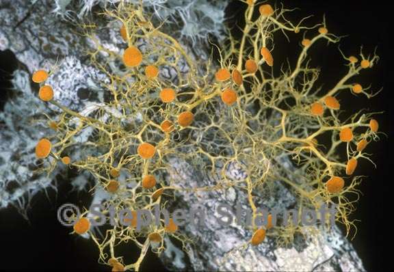 teloschistes exilis 3 graphic