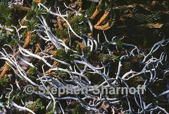 thamnolia vermicularis 4 graphic