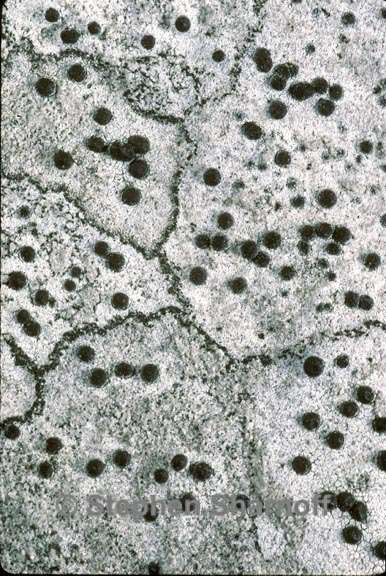 thelidium pyrenophorum 1 graphic