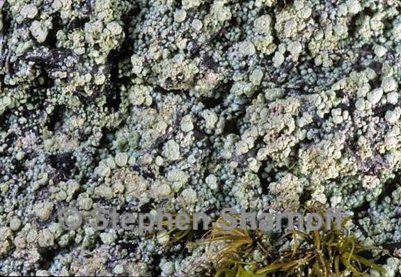 trapeliopsis granulosa 6 graphic