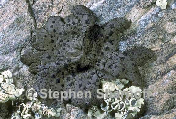 umbilicaria phaea 1 graphic