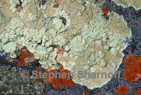 lichen 33 graphic