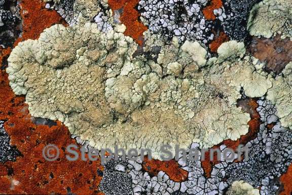 lichen 34 graphic