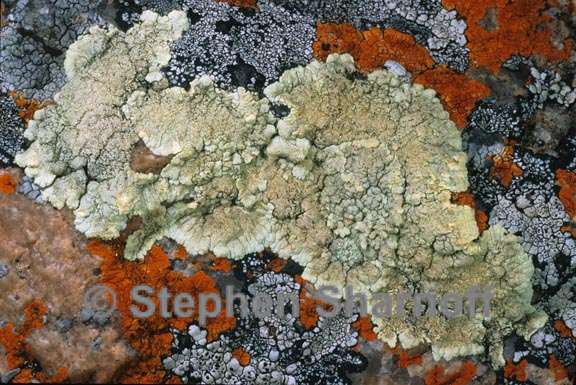 lichen 35 graphic