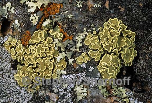 lichen 1020.05 graphic